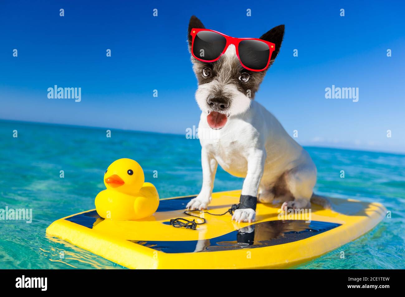 Surf sur une vague de chien Banque D'Images