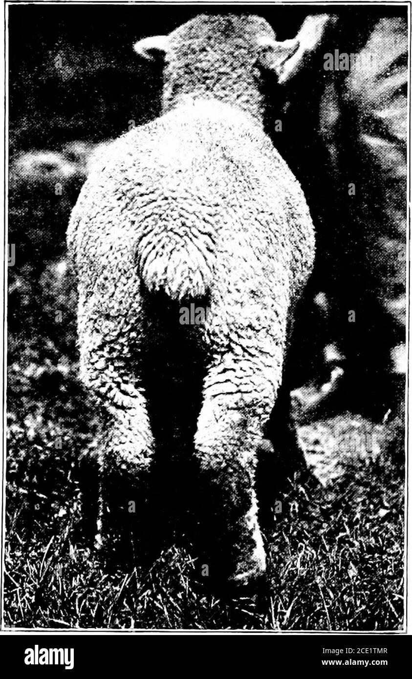 . Agriculture productive . Ces qualités sont essentielles pour guérir les meilleurs résultats avec les moutons. • env. 6s. Avantages de l'utilisation de la RAM pure race. 222 LES agneaux d'AMARRAGE POUR L'AGRICULTURE PRODUCTIVE. — tous les agneaux doivent être ancrés lorsqu'ils sont âgés de douze jours ou plus, par temps froid si possible. La queue est coupée avec un aiguisé au niveau de la thirdor quatrième joint du corps, où le theskin sur le dessous de la queue doit être couvert de laine. La peau doit être glisspedaussi loin que possible le corps de l'agneau avant de couper. La base doit être désinfectée avec une solution de 5 par centsolution de carbolicacid Banque D'Images