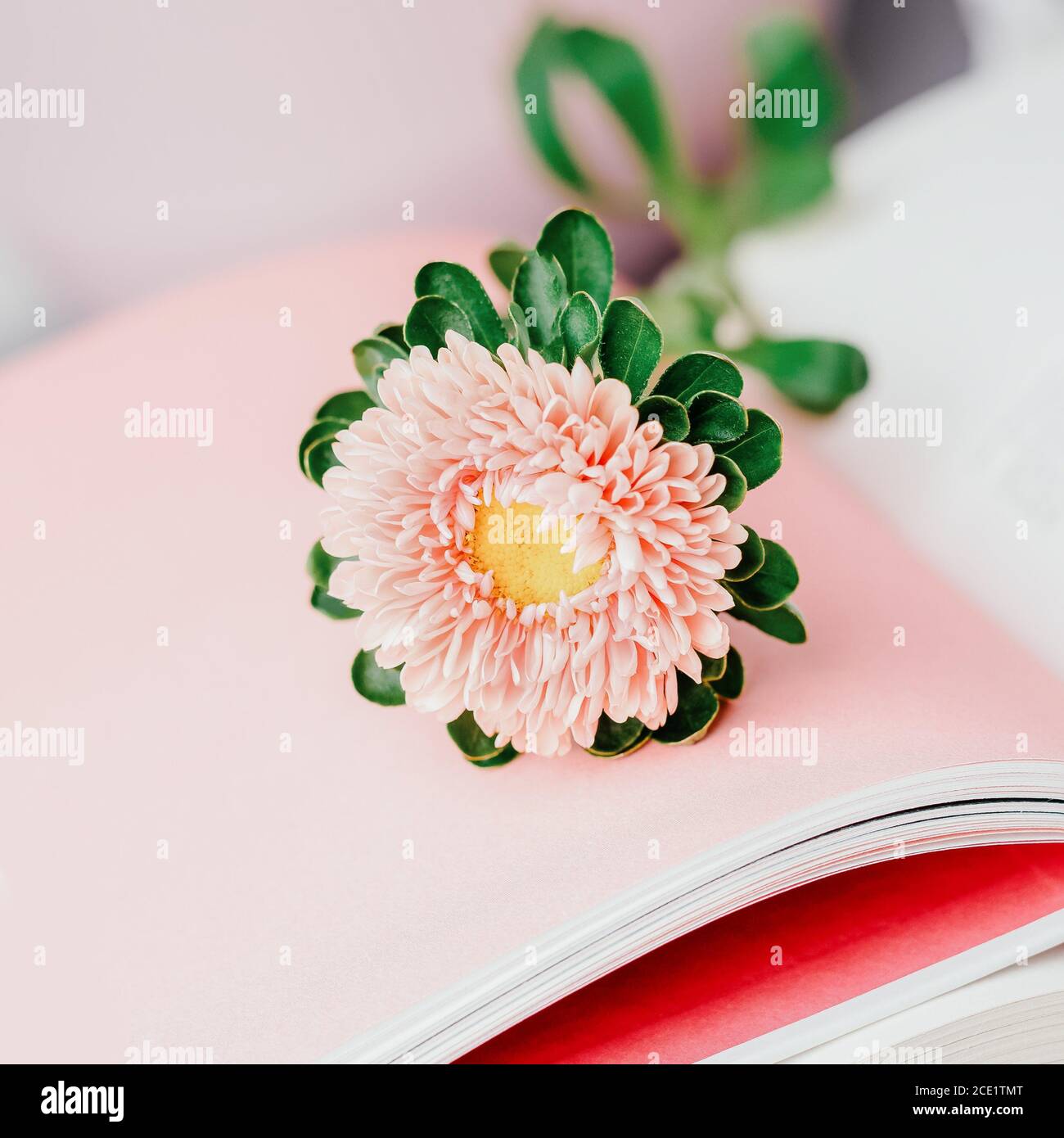 Fleur d'automne rose sur des livres ouverts. Pastel, espace de copie, ton Banque D'Images Fleur d'automne rose sur des livres ouverts. Pastel, espace de copie, ton Banque D'Images