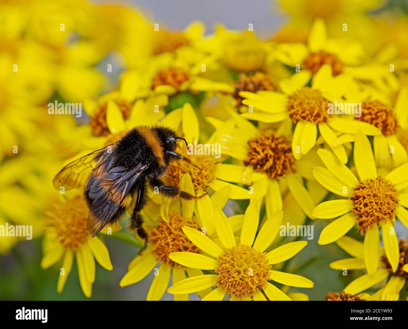 L'abeille Bumble se nourrissant de l'isoète jaune Banque D'Images