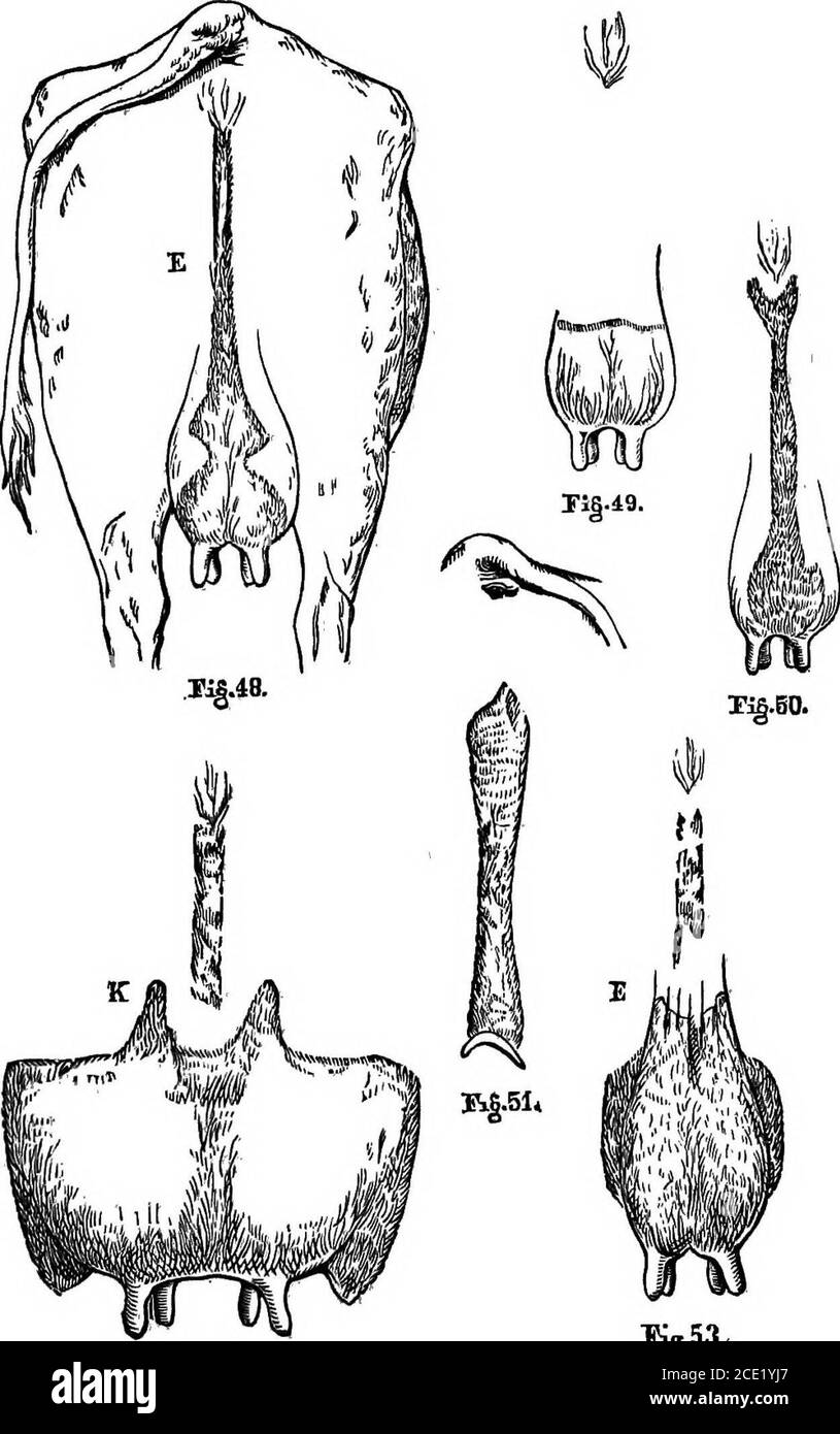 . Vaches laitières et élevage laitier; comprenant les races, l'élevage et la gestion, dans la santé et la maladie, des stocks laitiers et autres; la sélection des vaches laitières, avec une explication complète de la méthode de Guenon; La culture des plantes fourragères, et la production de lait, de beurre, et de fromage ... avec un traité sur l'élevage laitier de Hollande; auquel est ajouté le système de gestion laitière de Horsfall . h dans le lait-ing, et couvert^i£ h peau douce ana cheveux fins; bonne ^ constitution, poitrine complète, appétit régulier, et grande pro-densité à boire. Vaches plutôt inclinées pour être pauvre thanthgras. Peau douce, lisse, sho Banque D'Images