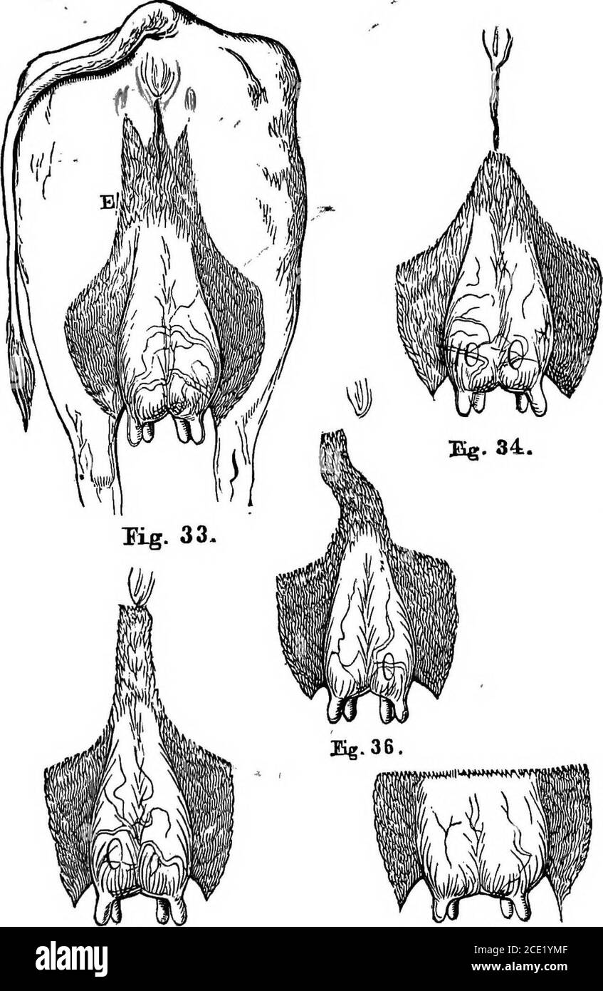 . Vaches laitières et élevage laitier; comprenant les races, l'élevage et la gestion, dans la santé et la maladie, des stocks laitiers et autres; la sélection des vaches laitières, avec une explication complète de la méthode de Guenon; La culture des plantes fourragères, et la production de lait, de beurre, et de fromage ... avec un traité sur l'élevage laitier de Hollande; auquel est ajouté le système de gestion laitière d'Horsfall . donner, comme nous le verrons, moremilk que ceux de l'autre côté. Nous remarqueici tihat la moitié gauche du miroir est presque alwaysla plus grande; et ainsi, quand la partie périnée est foldedinto un carré, il Banque D'Images