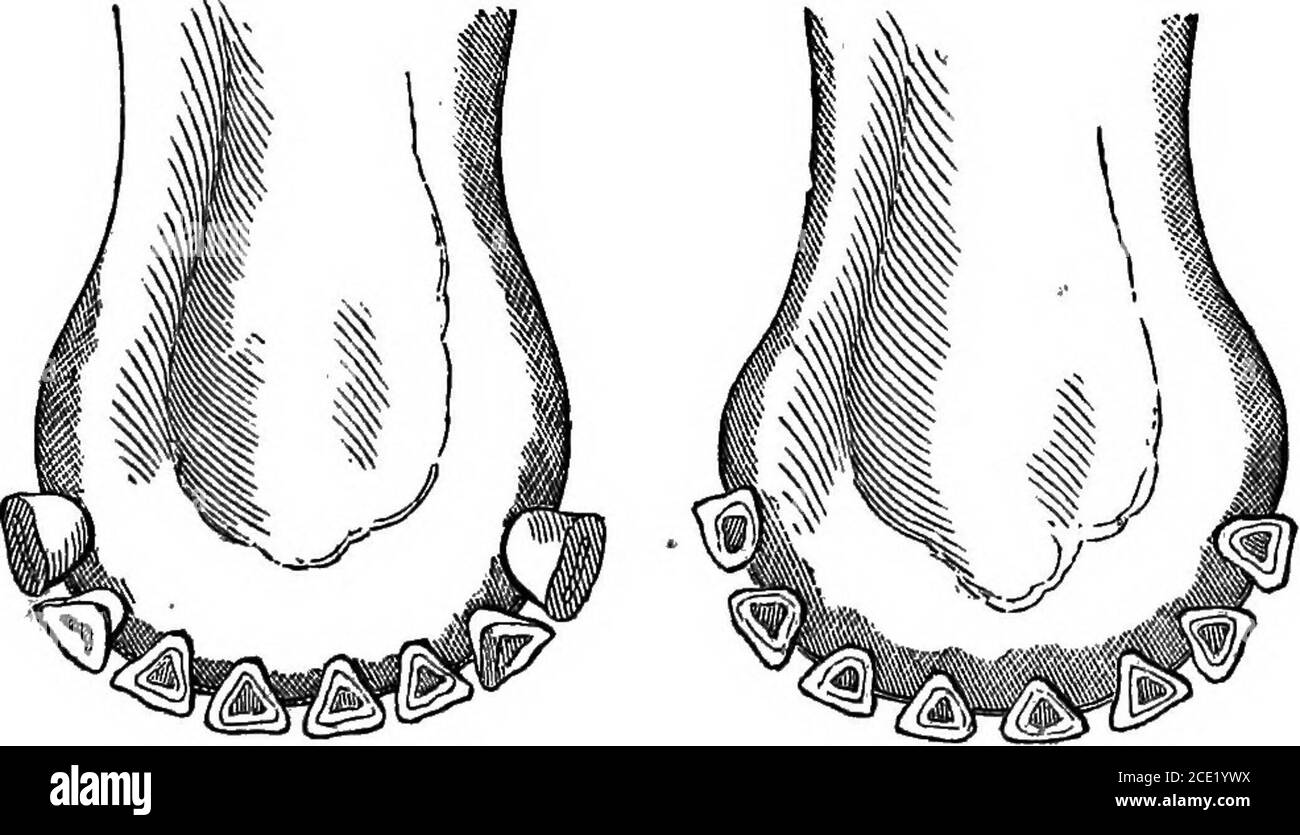 . Vaches laitières et élevage laitier; comprenant les races, l'élevage et la gestion, dans la santé et la maladie, des stocks laitiers et autres; la sélection des vaches laitières, avec une explication complète de la méthode de Guenon; La culture des plantes fourragères, et la production de lait, de beurre et de fromage ... avec un traité sur l'élevage laitier de Hollande; auquel s'ajoute le système de gestion laitière d'Horsfall . Figure 19. Cinq à huit mois. Figure 20. Dix mois. Les dents extérieures s'usent comme les quatre centrales ; età trois mois cette usure est apparente à la mienne, le laitat quatre mois toutes les dents de l'incisive apparaissent Banque D'Images