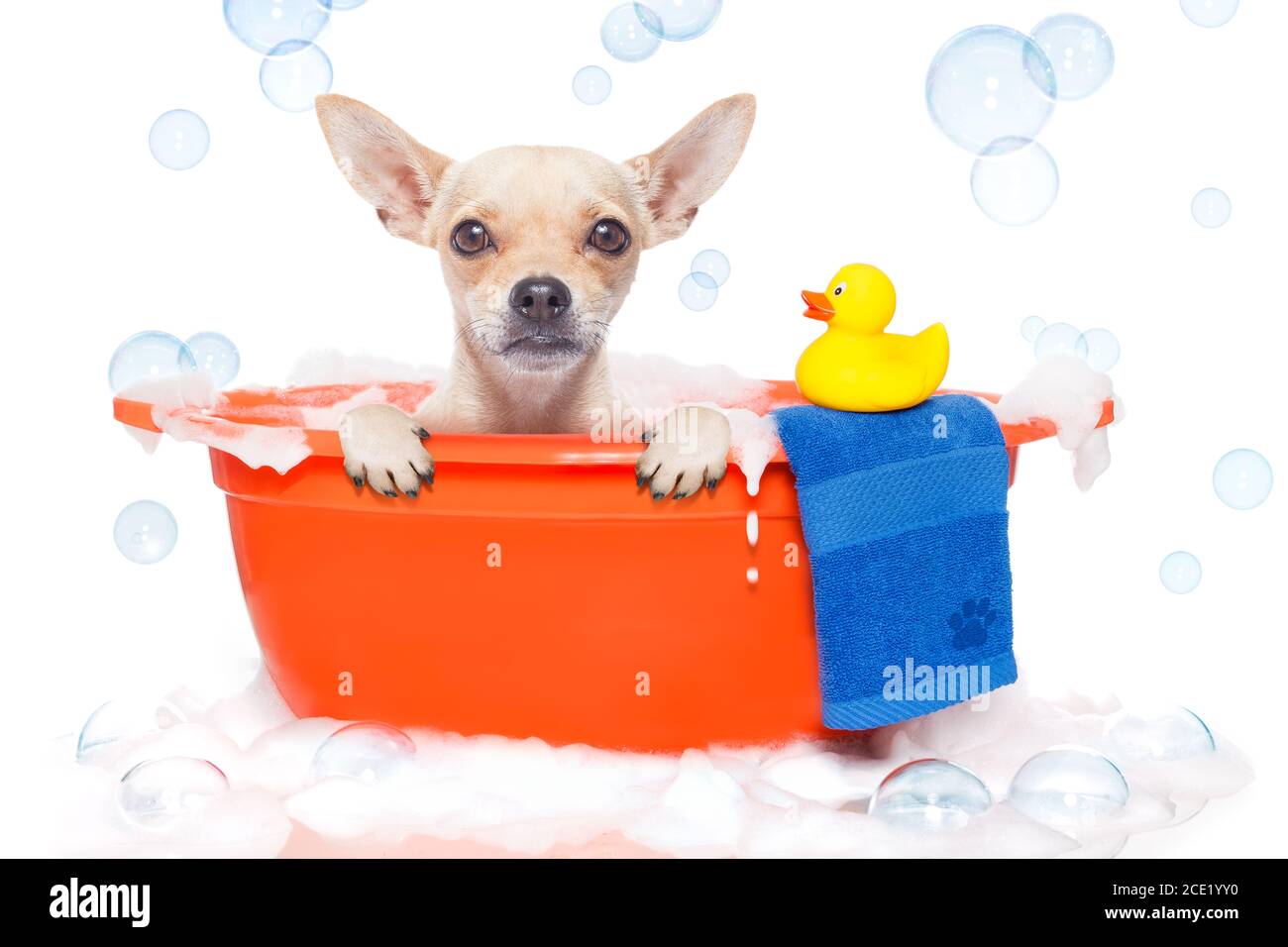 chien prenant un bain Banque D'Images