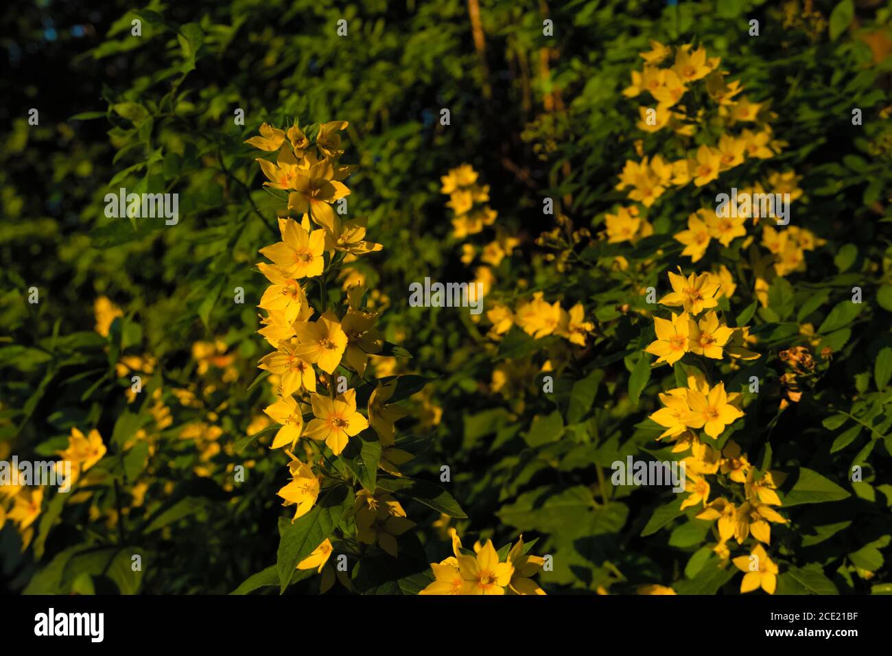 Fleur européenne jaune pointillée Loosestrife sous la chaleur de la lumière du soleil , également connu sous les noms de grand loosestrife jaune Banque D'Images