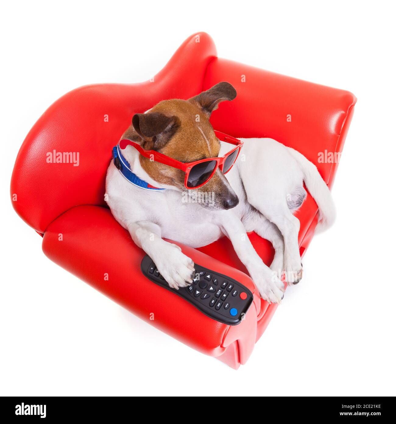 télévision pour chiens Banque D'Images