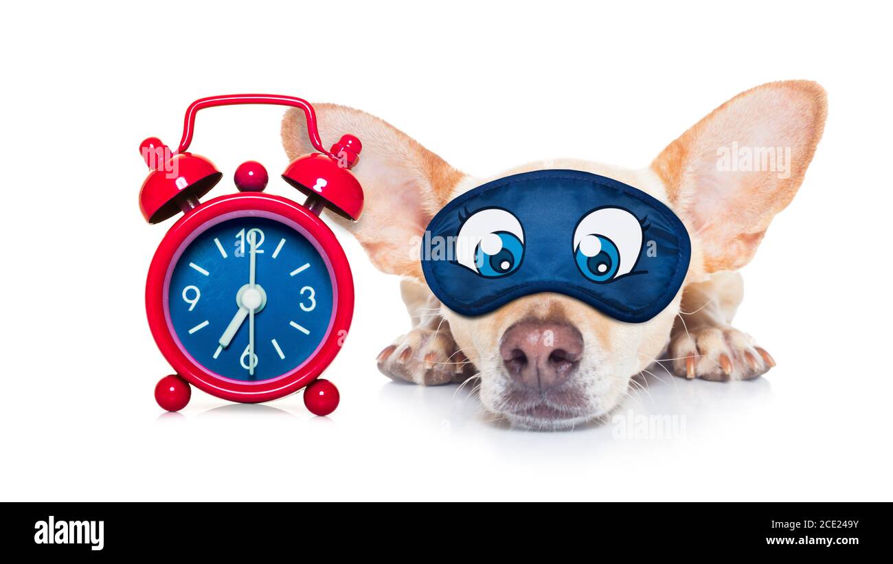 chien de nuit Banque D'Images