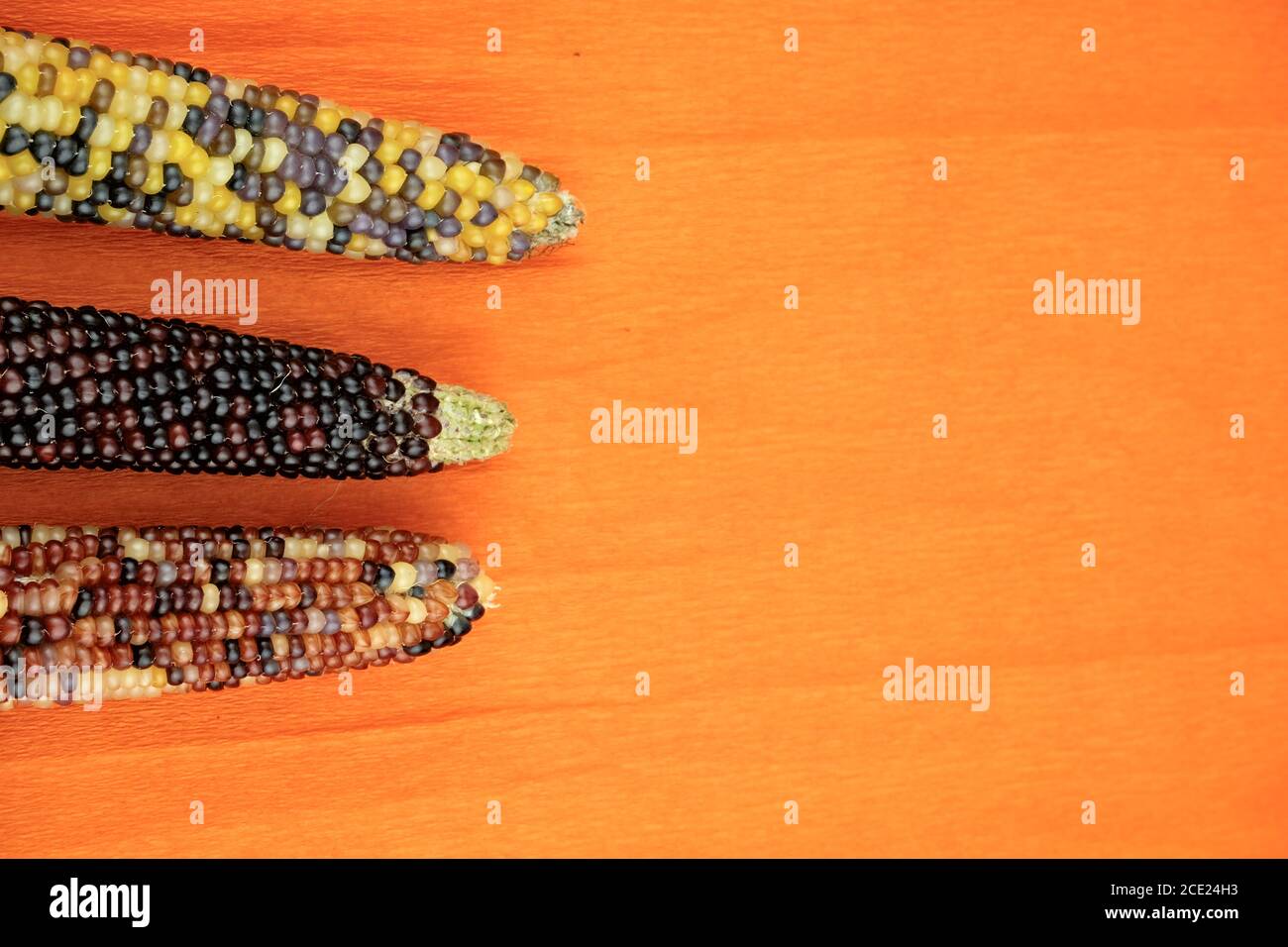 Épis de maïs récoltés multicolores sur fond orange avec libre espace pour le texte Banque D'Images
