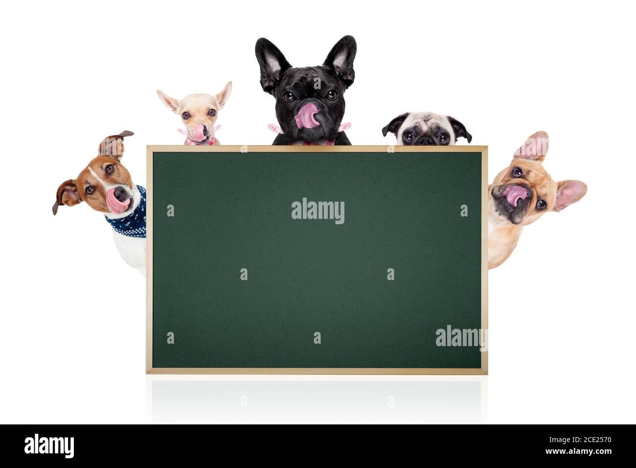 grand groupe de chiens affamés Banque D'Images