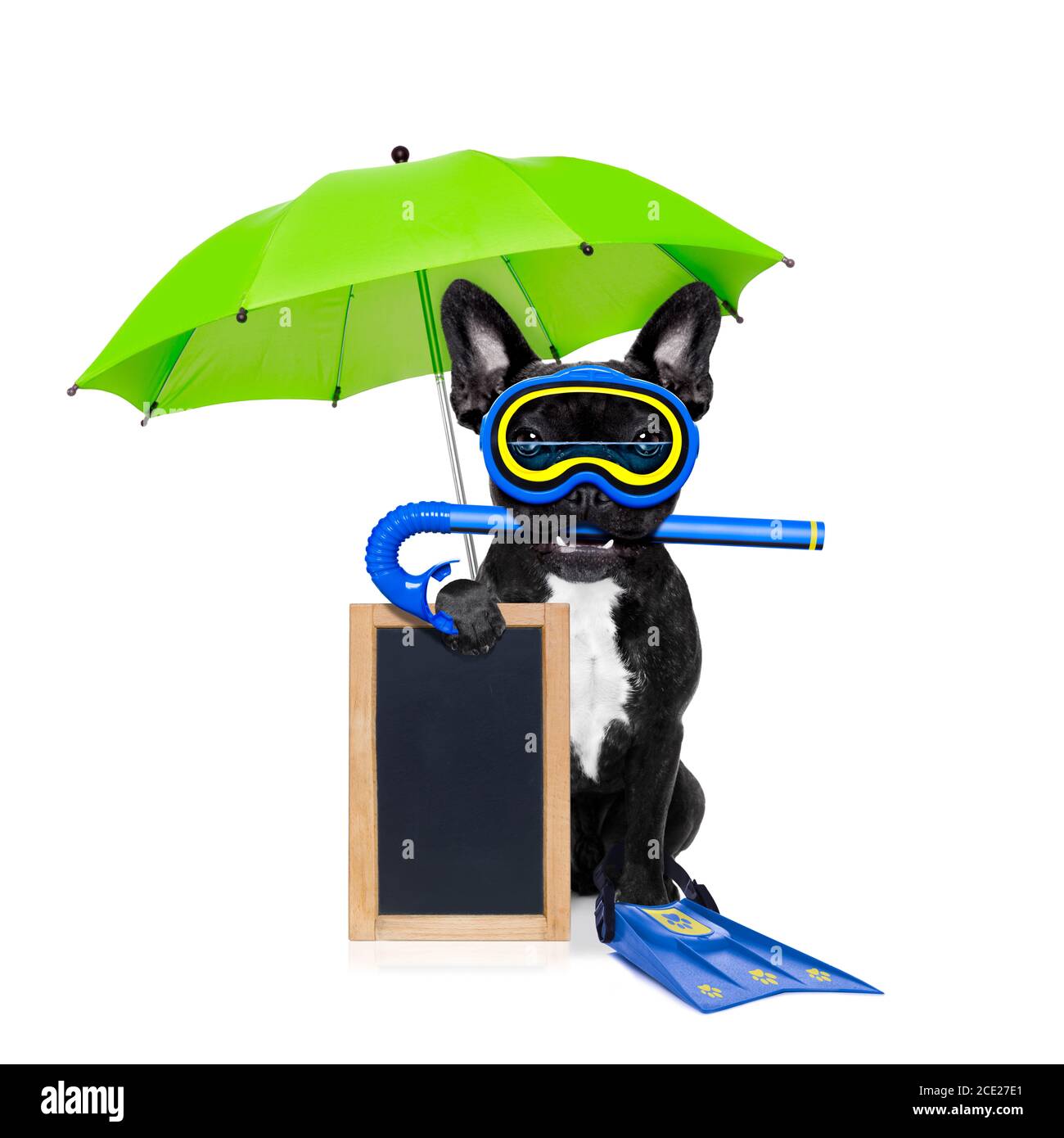 chien de plongée Banque D'Images