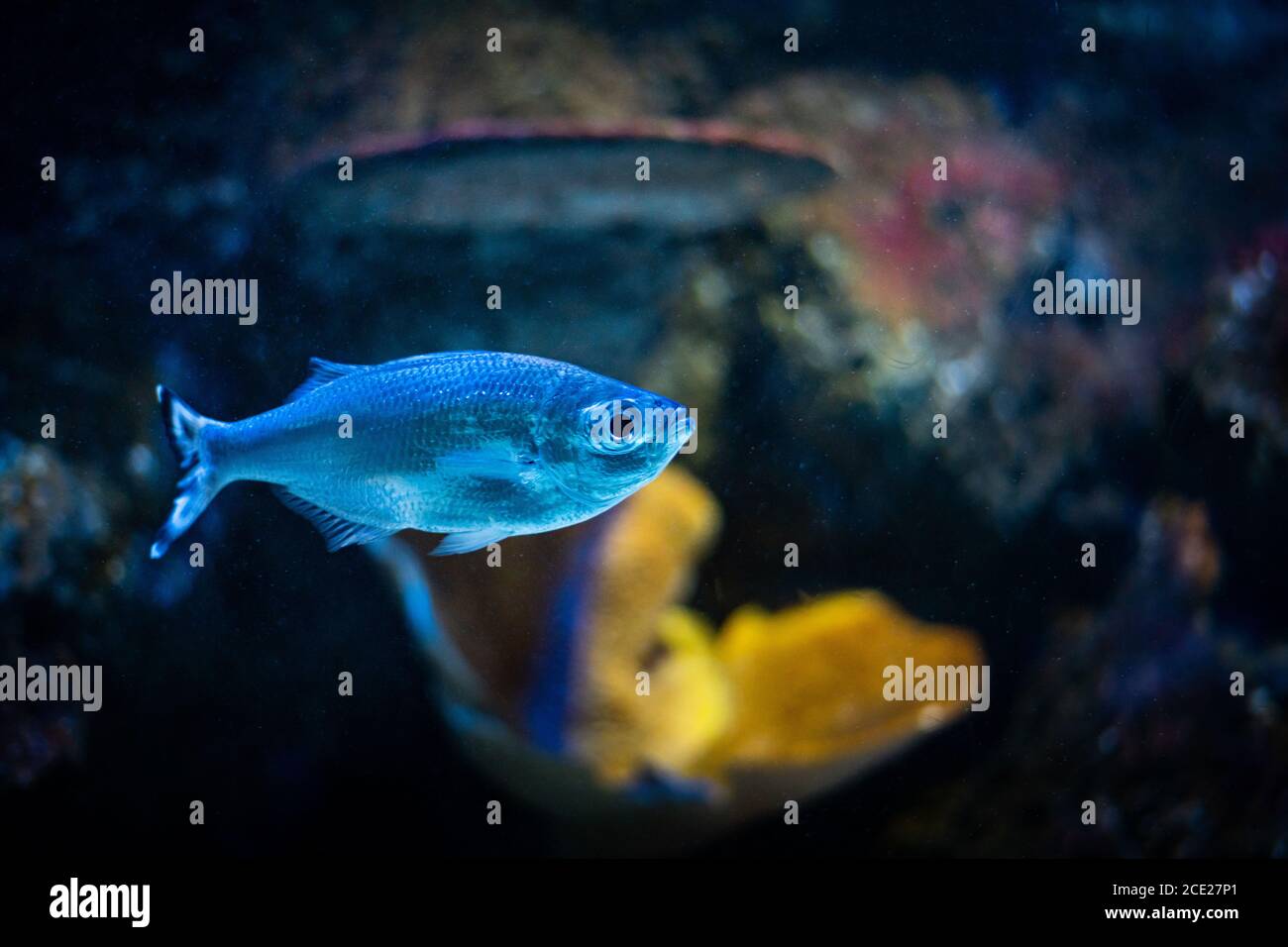 Poissons d'argent nageant dans un réservoir Banque D'Images