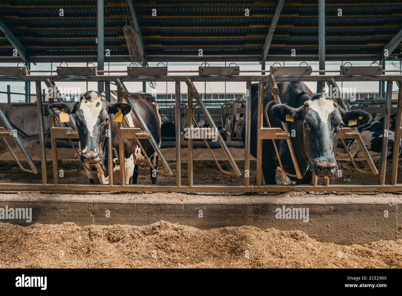 L'industrie agricole, l'élevage dans les fermes laitières, les vaches laitières mangent du foin dans le cheptel. Banque D'Images