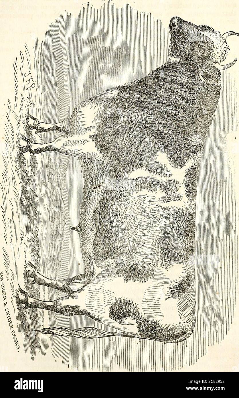 . Rapport du commissaire à l'agriculture pour l'année 1863 . encore plus tôt. Dans Youatts Treatise il est mentionné, lorsqu'il parle du bétail de Dumfriesshire, que le poète Burns, quand il occupieda ferme près de la ville de Dumfries, pas content avec la race Galloway, intro-. A conduit certaines des vaches de pays de l'ouest, qu'il pensait produire moremilk. Dans les poètes de la correspondance publiée, l'allusion est faite, dans une lettre datéle 13 novembre 1788, -à un génisse qui lui avait été présenté par le pro-prietor de la maison Dunlop comme le meilleur quiney dans Ayrshire. Mme Dunlop, iftwill sera recollected, a été Banque D'Images