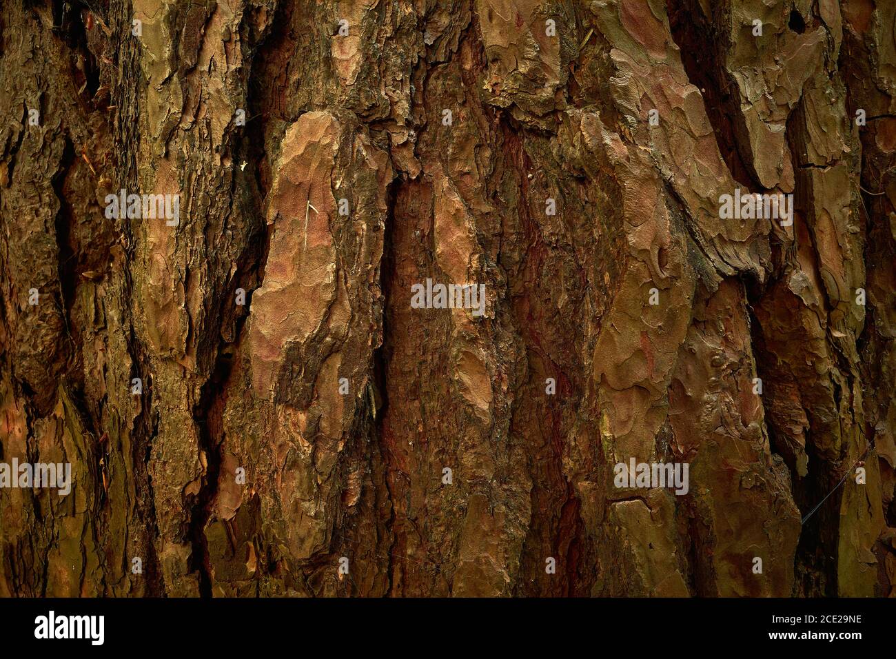 Écorce de pin texturée. Surface rainurée, irrégulière et à motifs du tronc du pin. Image en gros plan de la texture de la croûte du pin. Peau à motifs vieillis de Pinus Banque D'Images