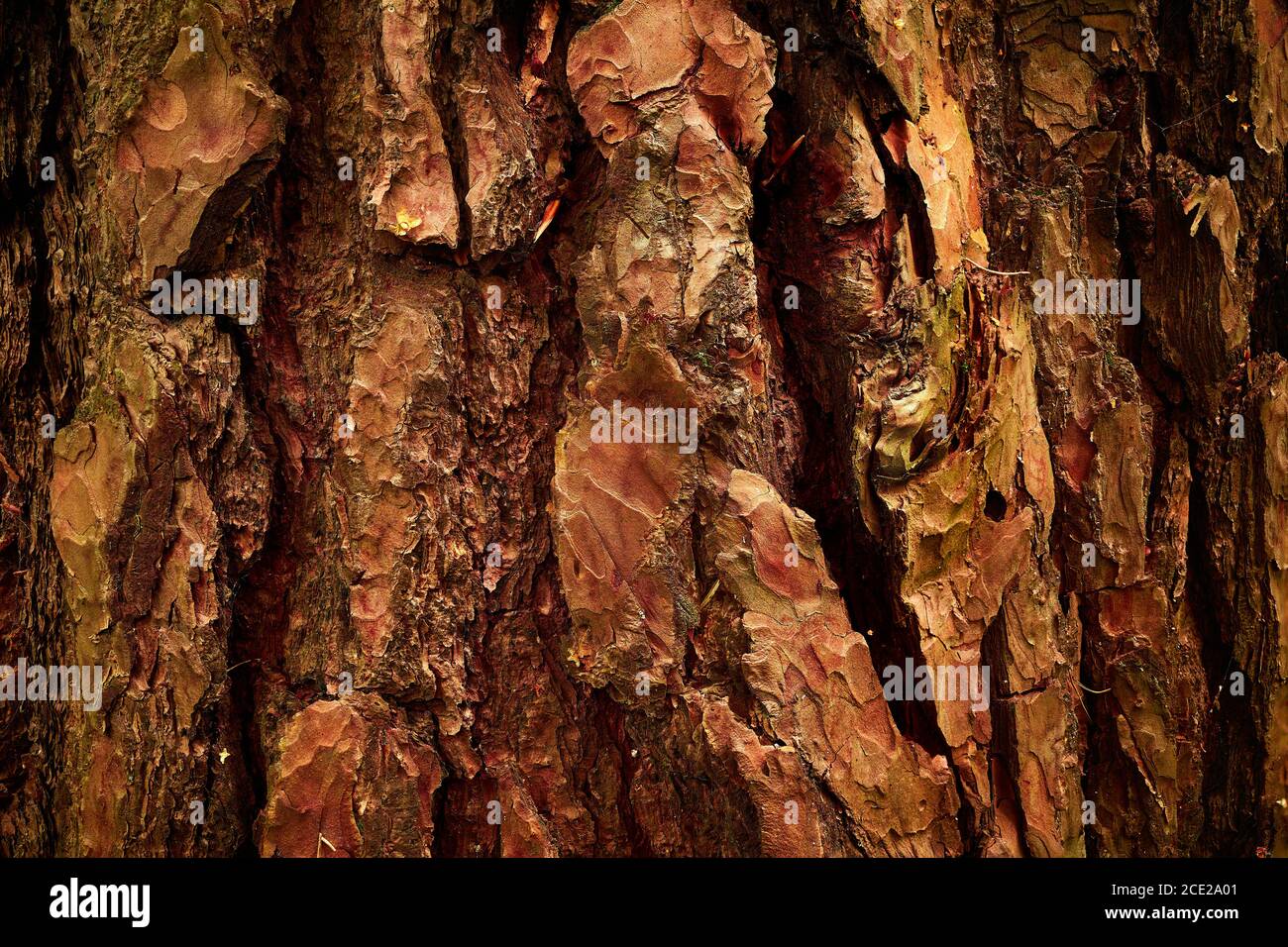 Vieux relief, écorce de pin ridée. Brunâtre, orangé, rougeâtre, jaunâtre. Écorce de soulagement de l'ancien PIN - Pinus sylvestris. Gros plan Banque D'Images