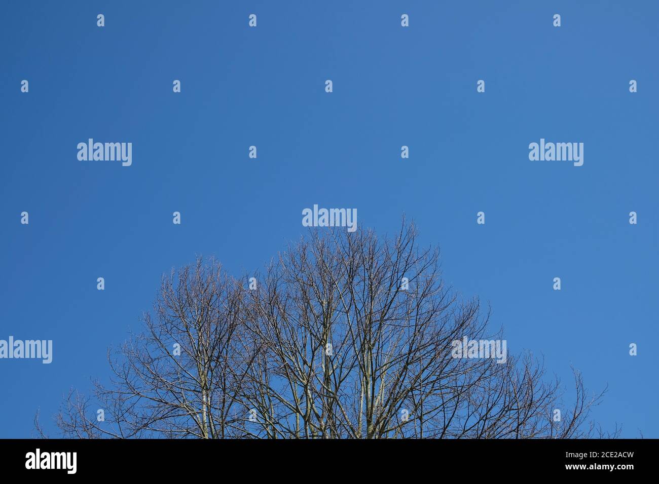 Arbre isolé sans feuilles lors d'une belle journée ensoleillée en hiver avec un ciel clair comme arrière-plan Banque D'Images