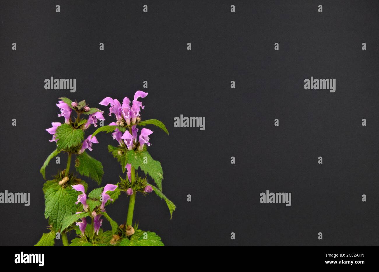 Des fleurs violettes sauvages ont repéré l'ortie morte ou le bavoir repéré sur fond noir, nom scientifique Lamium maculatum Banque D'Images