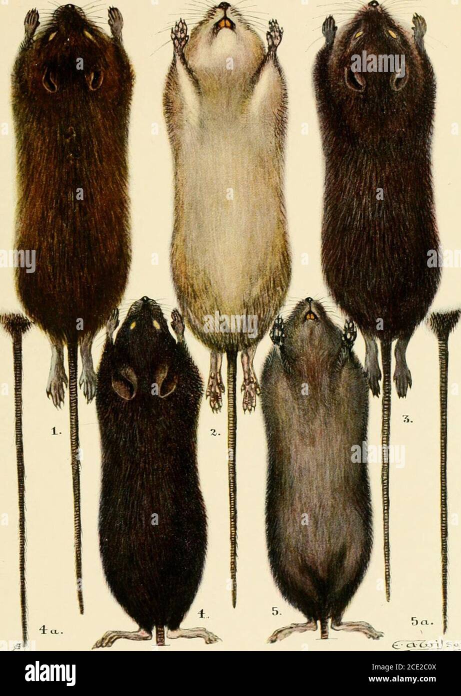Une Histoire De Mammiferes Britanniques Dit Etre Probablement Synonyme De M Minutus Pallas A Brants 17 Oken Allg Nat Vii Ab 2 718 12 Mus Meridionalis Costa Reglement De La