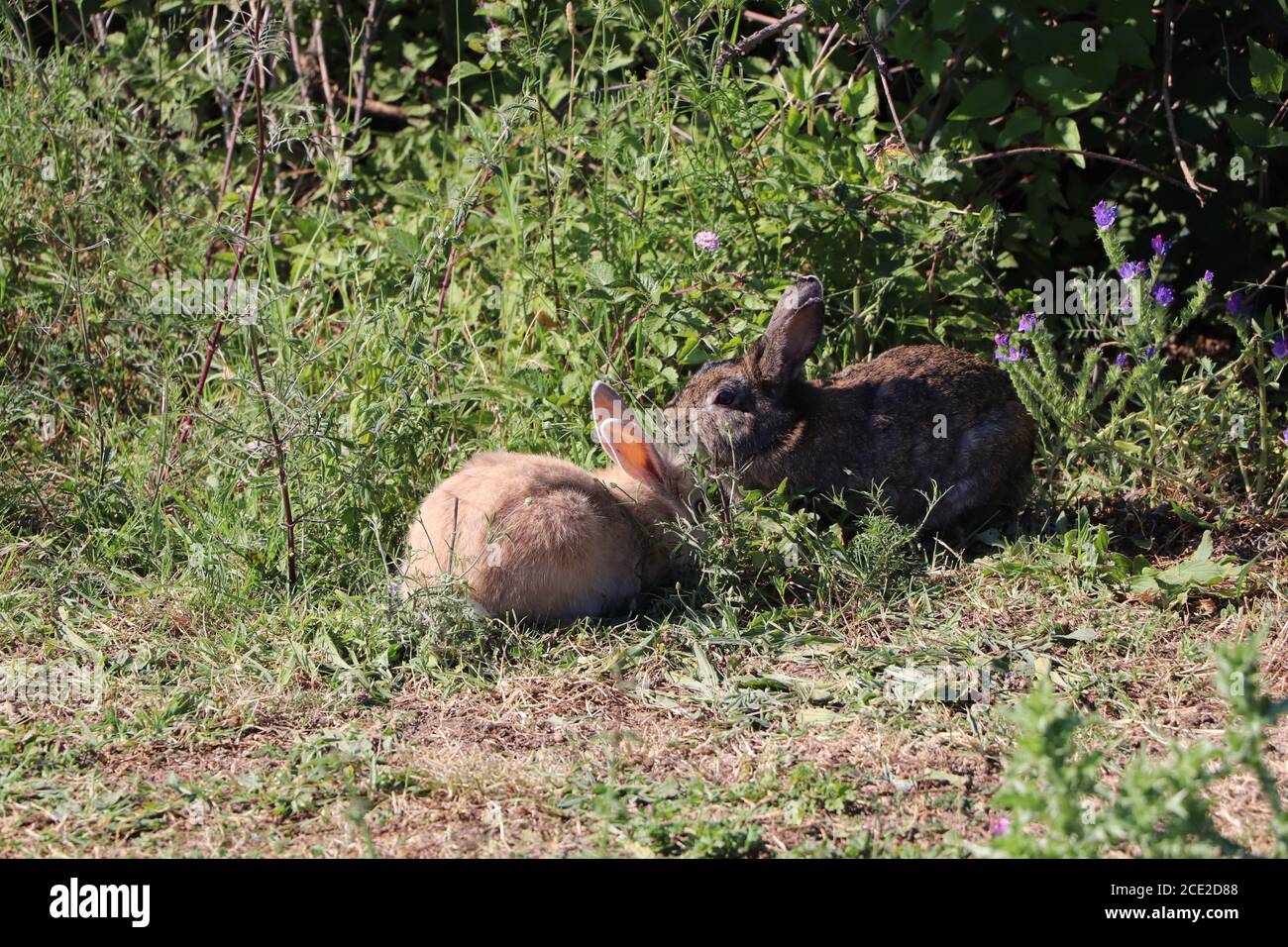 lapins sauvages dans le parc Banque D'Images