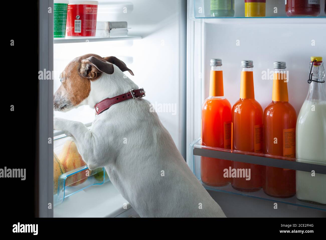 chien affamé de minuit Banque D'Images