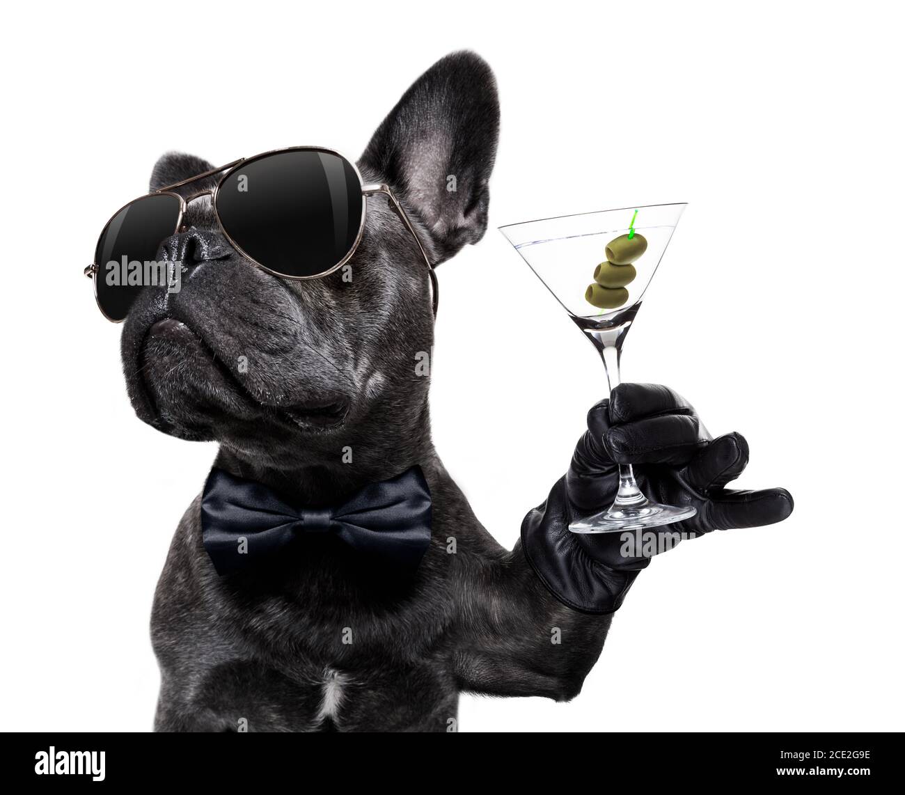 chien ivre buvant un cocktail Banque D'Images