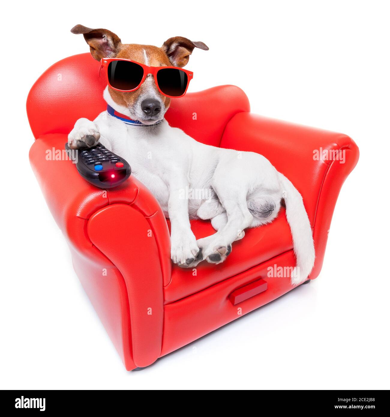 télévision pour chiens Banque D'Images