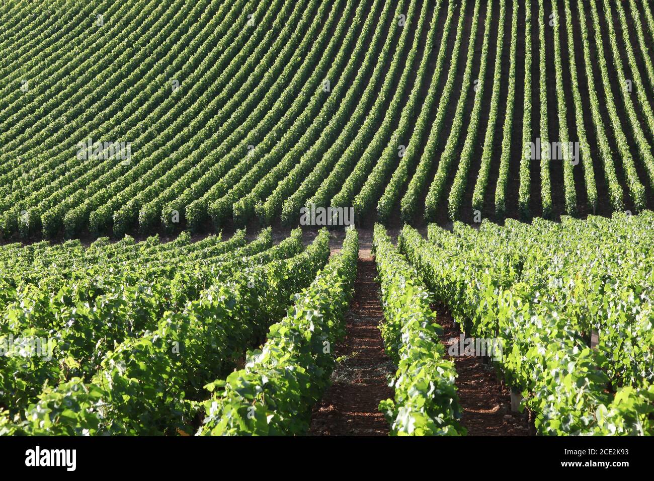 Vignoble de Bourgogne, France Banque D'Images