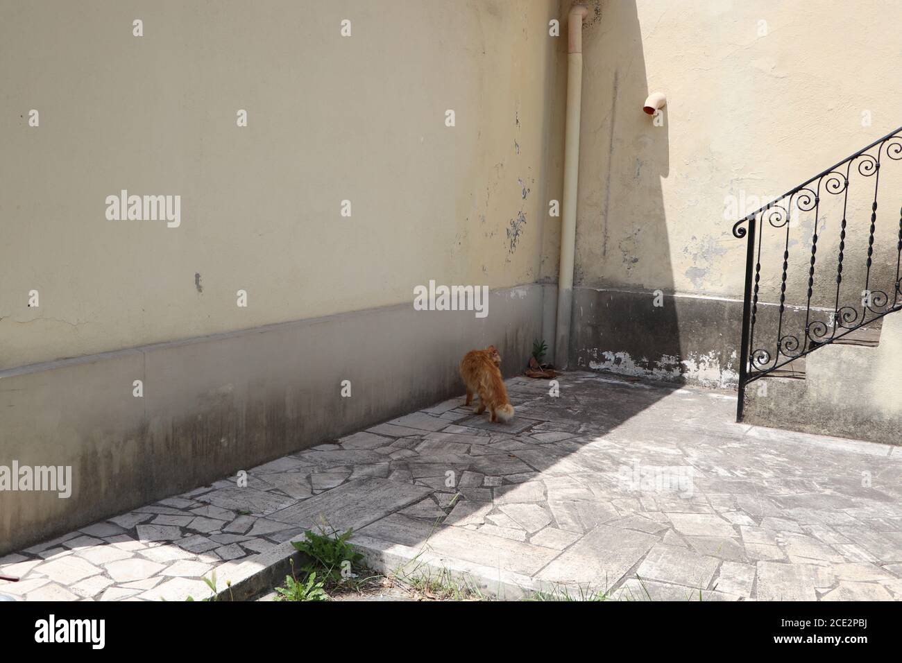 chat de gingembre se détendre dans le jardin Banque D'Images