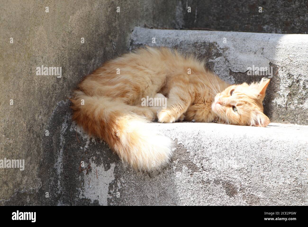 chat de gingembre se détendre dans le jardin Banque D'Images