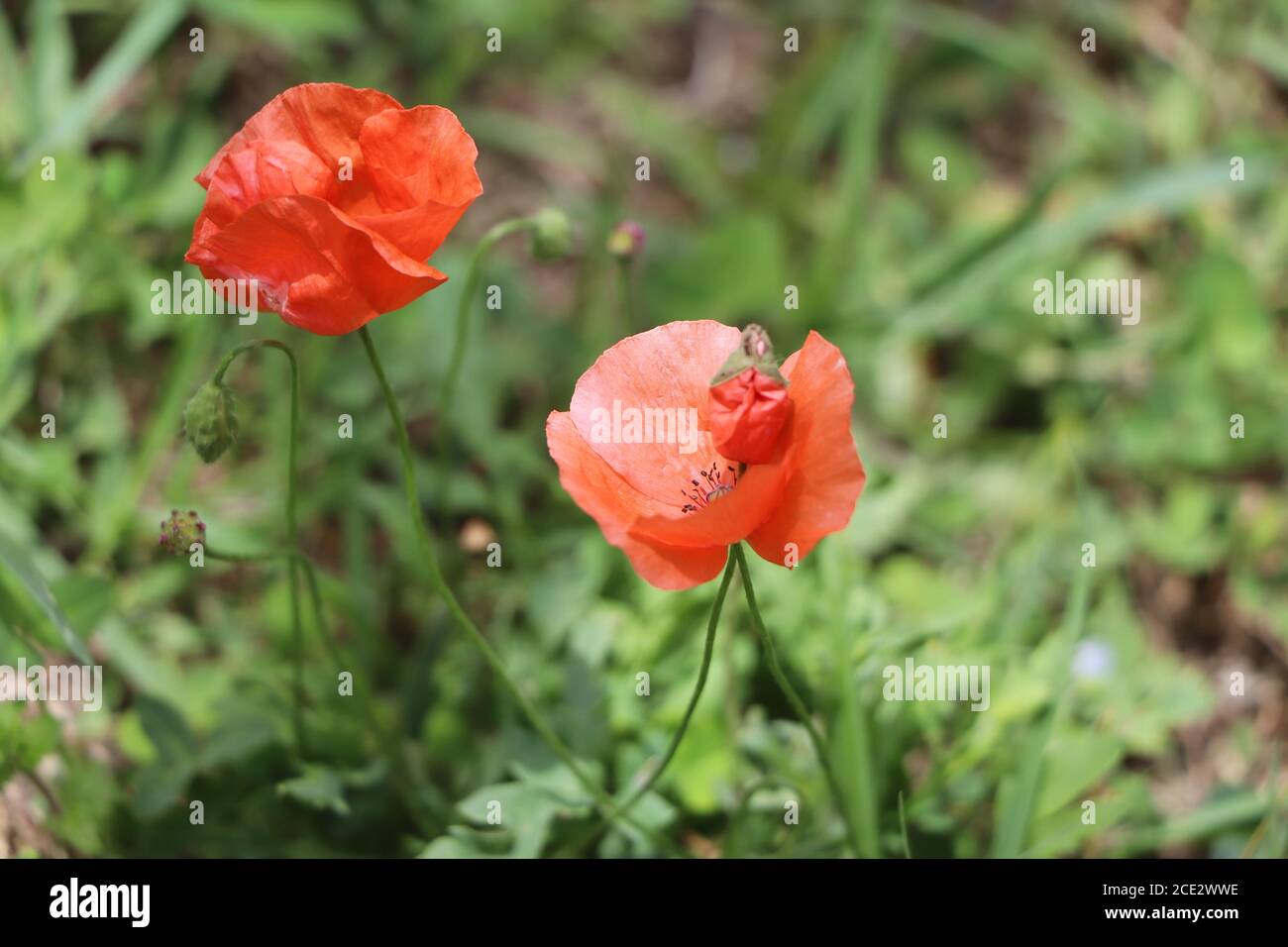 Coquelicots rouges dans le jardin Banque D'Images