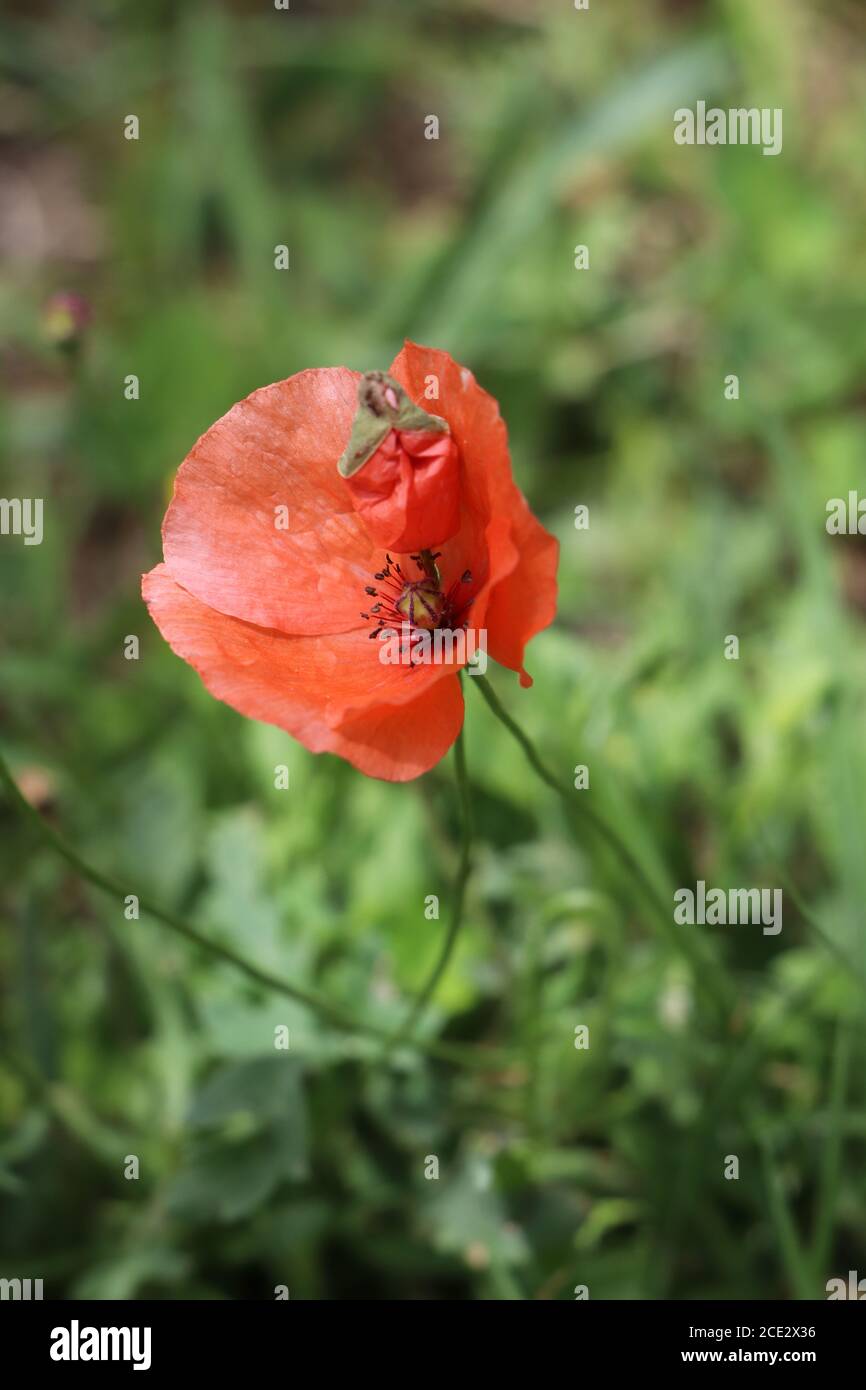 Coquelicots rouges dans le jardin Banque D'Images