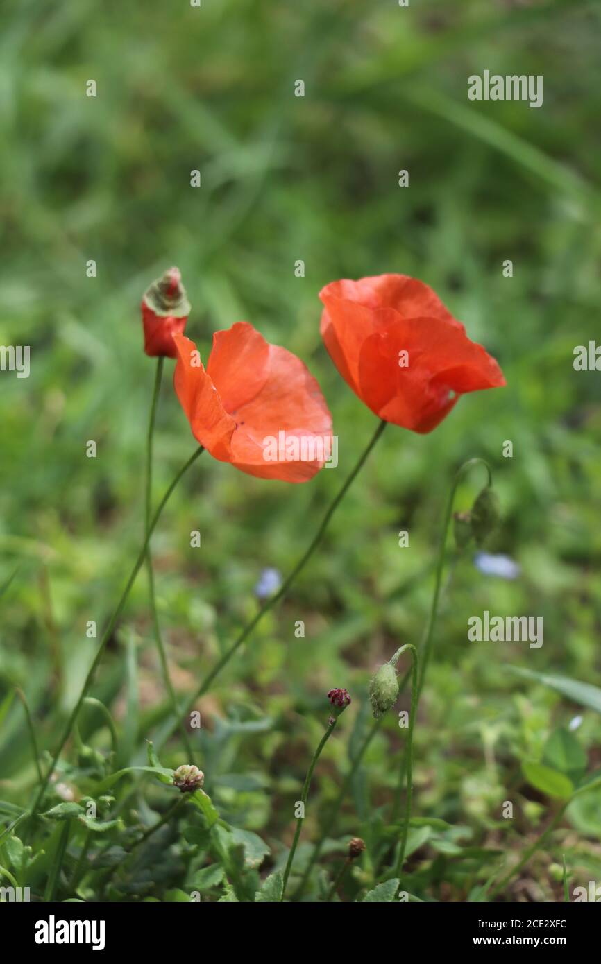 Coquelicots rouges dans le jardin Banque D'Images