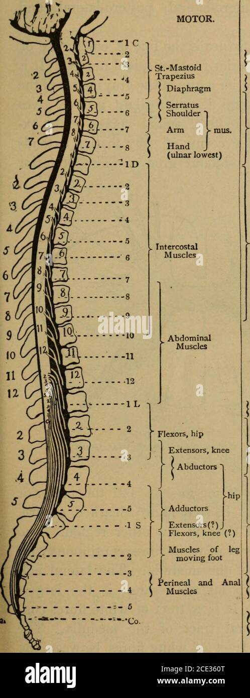 . Un traité sur l'anatomie pratique: Pour les étudiants en anatomie et chirurgie . ig. 185.—Section de la moelle épinière et des membranes. • 1, mater dura; 2, membrane arachnoïde: 3, ganglion sur la racine postérieure; 4, racine antérieure du nerf spinal; 5, espace sous-arachnoïde; 6, branche postérieure du nerf spinal; 7, antéro-branche du nerf spinal. Forme de la lettre H sur la section transversale, se trouve à l'intérieur. Thecord présente deux agrandissements, le col de l'utérus et la barre de lum, correspondant respectivement aux racines d'origine des plexés lombaires brachialand. La corde est subdivisée en deux moitiés symétriques par la partie antérieure et la partie postérieure Banque D'Images