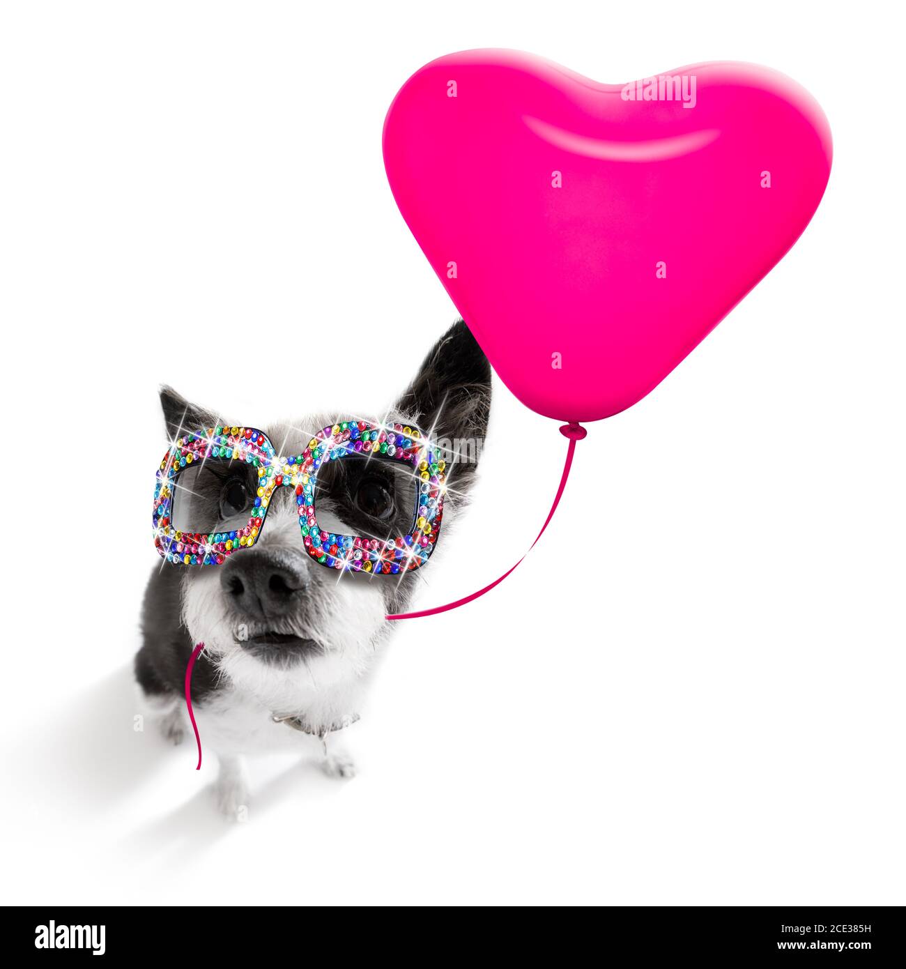 Bonne Fete Avec Caniche Banque D Image Et Photos Alamy