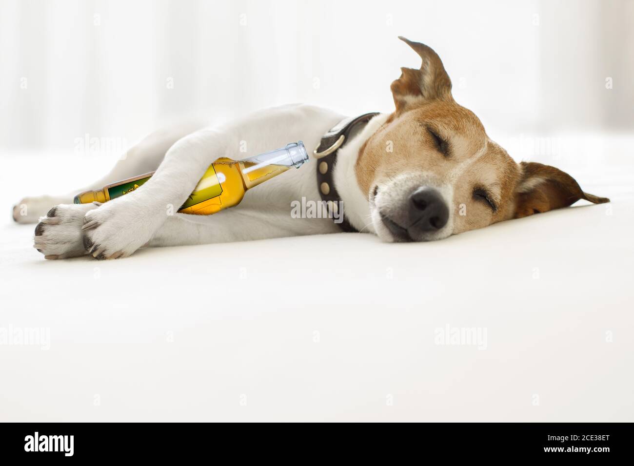 chien de gueule de bois bu Banque D'Images