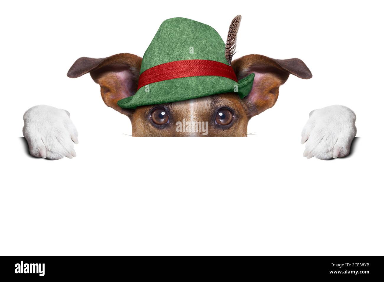 chien suisse Banque D'Images