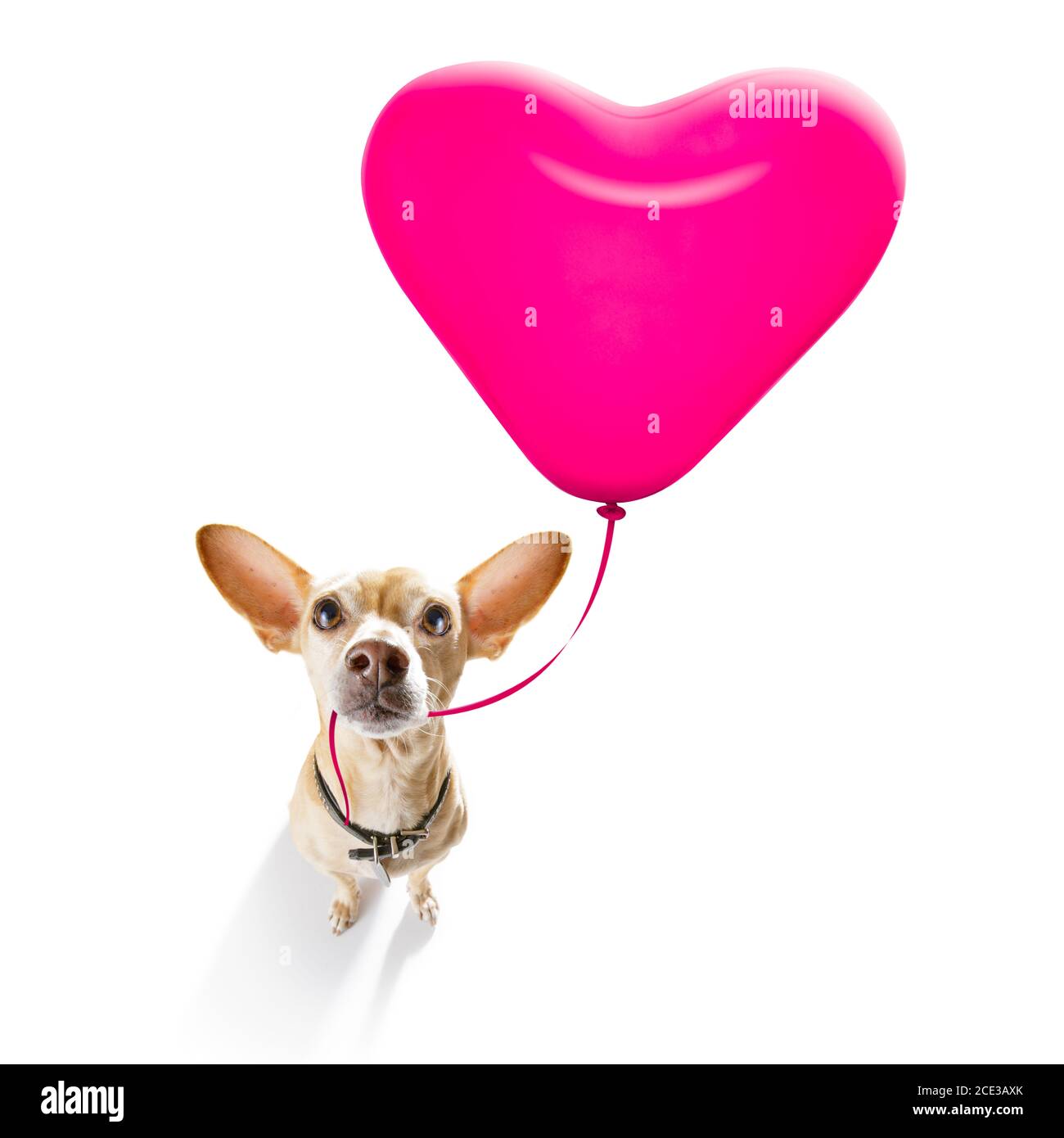 Chihuahua Birthday Banque D Image Et Photos Alamy