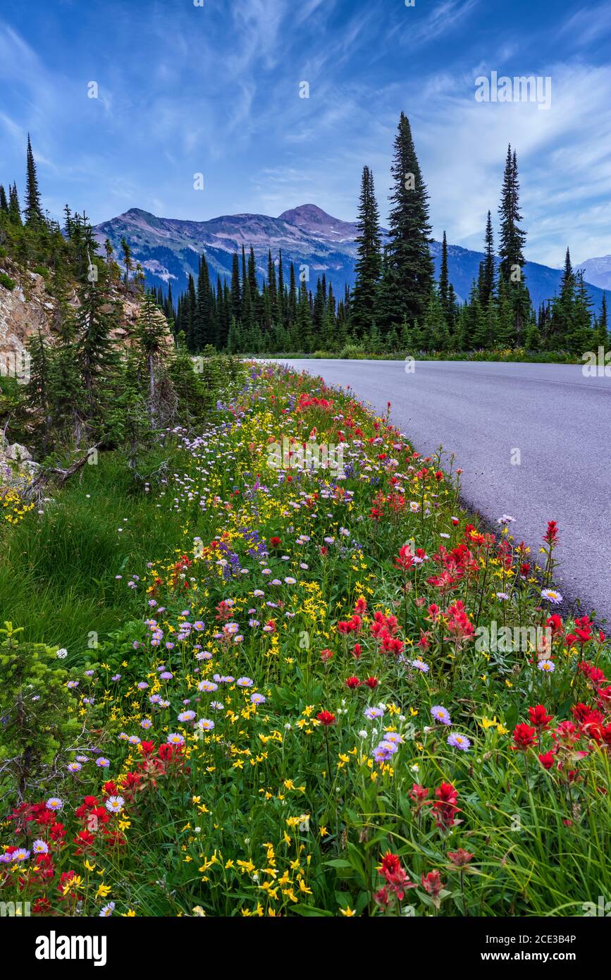 Fleurs sauvages en bordure de la route d'été sur le mont Revelstoke, en Colombie-Britannique, au Canada. Banque D'Images
