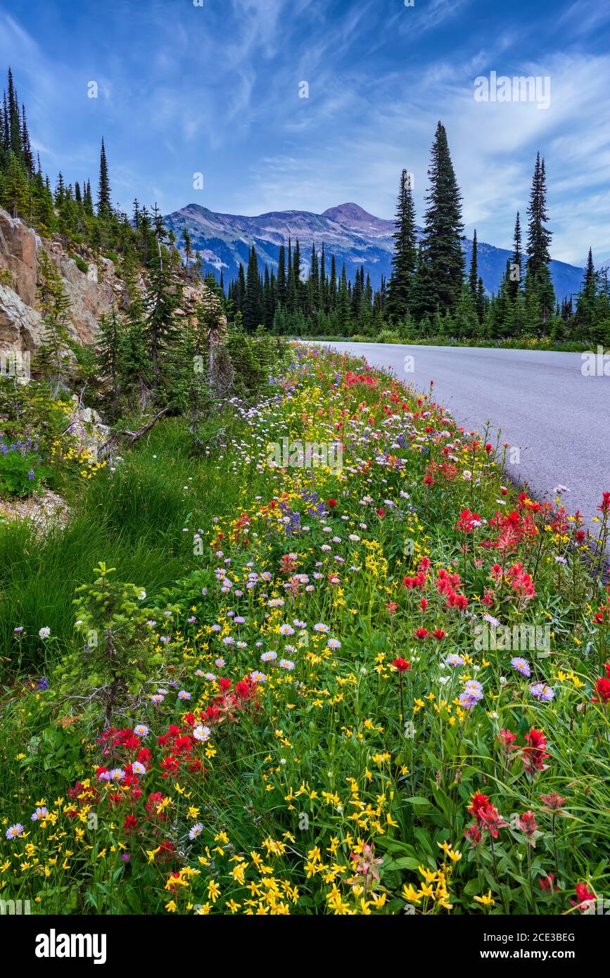 Fleurs sauvages en bordure de la route d'été sur le mont Revelstoke, en Colombie-Britannique, au Canada. Banque D'Images