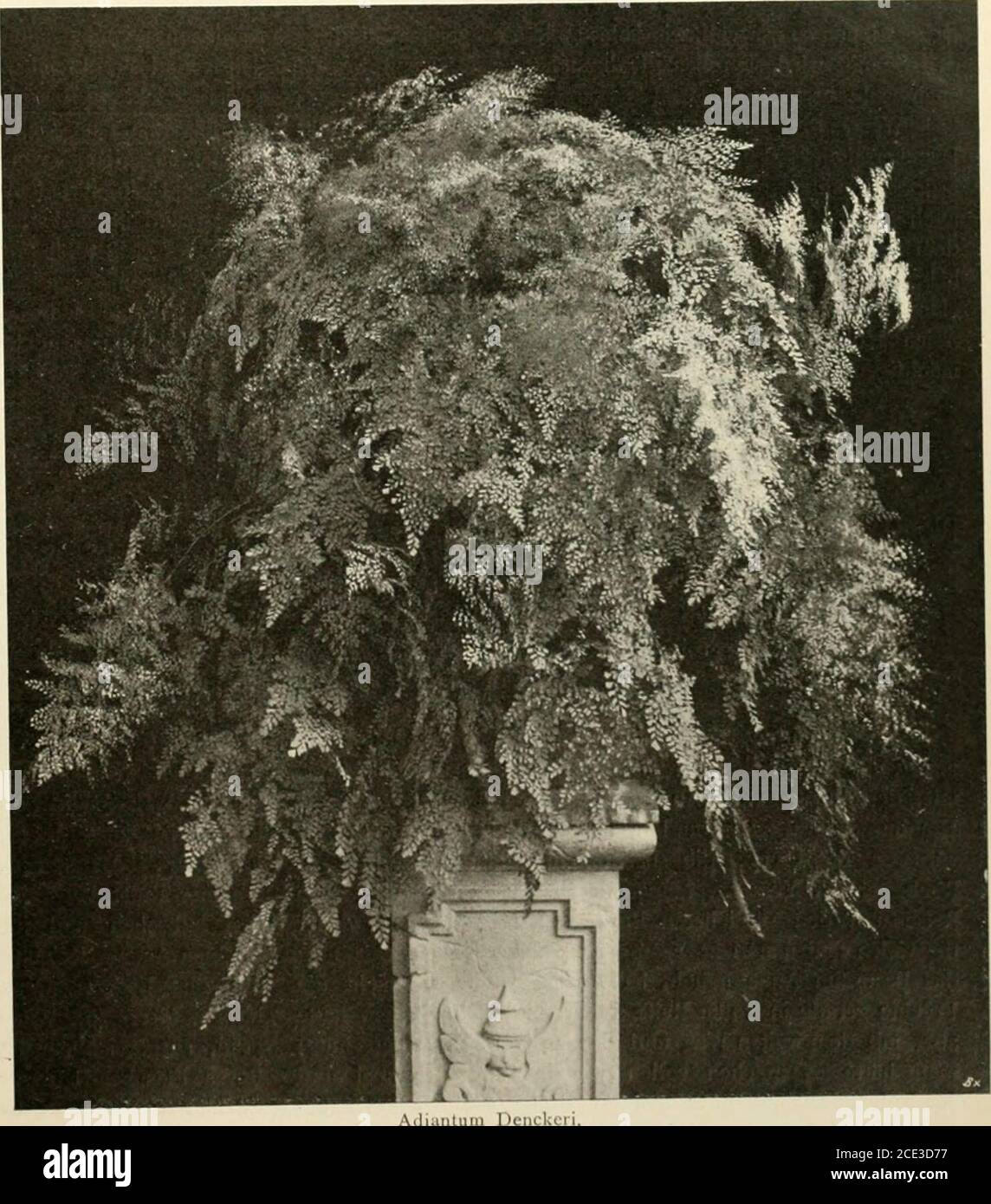Die Gartenwelt Oder Fur Den Handel Enckers Adiau U Idanieli Mochten Wir N 2 Benennen Abbildung Siehe Titel Seite Und Zwar Ebenfalls Zu Ehren Des Alten Herrn Dencker Es Ist Eine Handelspflanze Allersten Und
