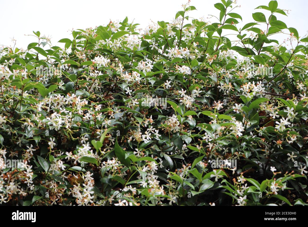 Abeille charpentière sur des fleurs de jasmin Banque D'Images