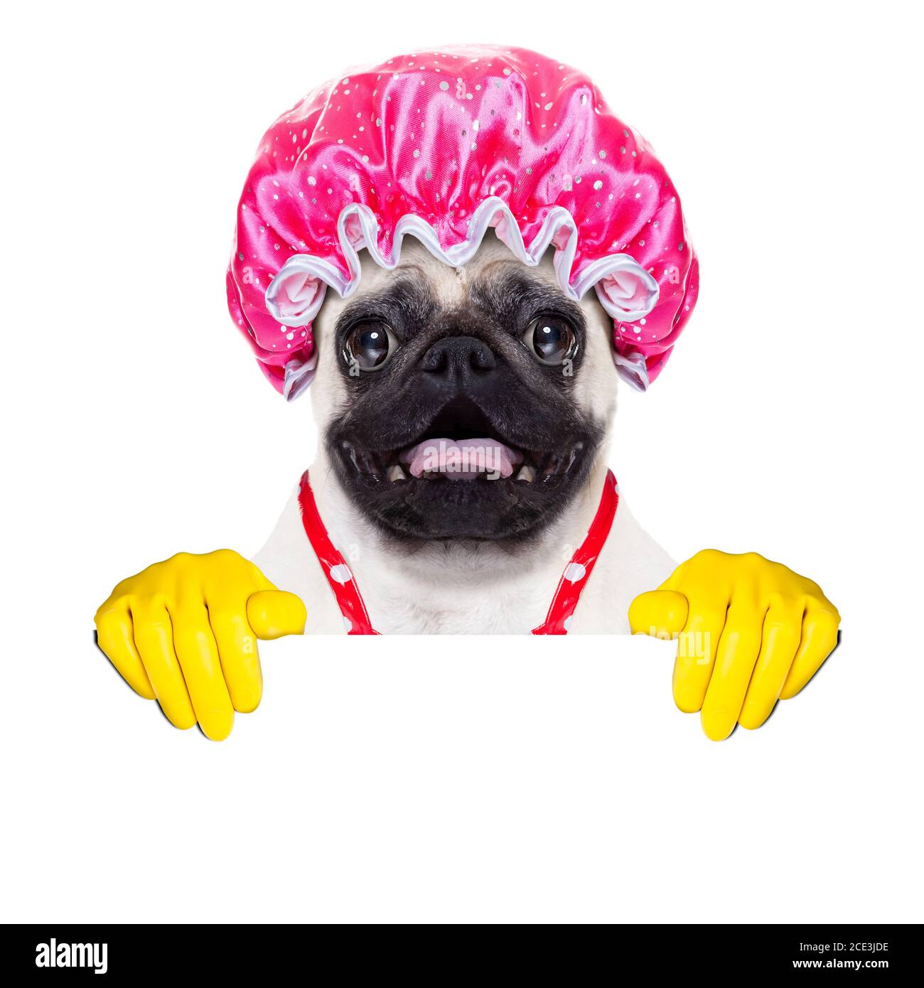chien faisant des tâches ménagères Banque D'Images