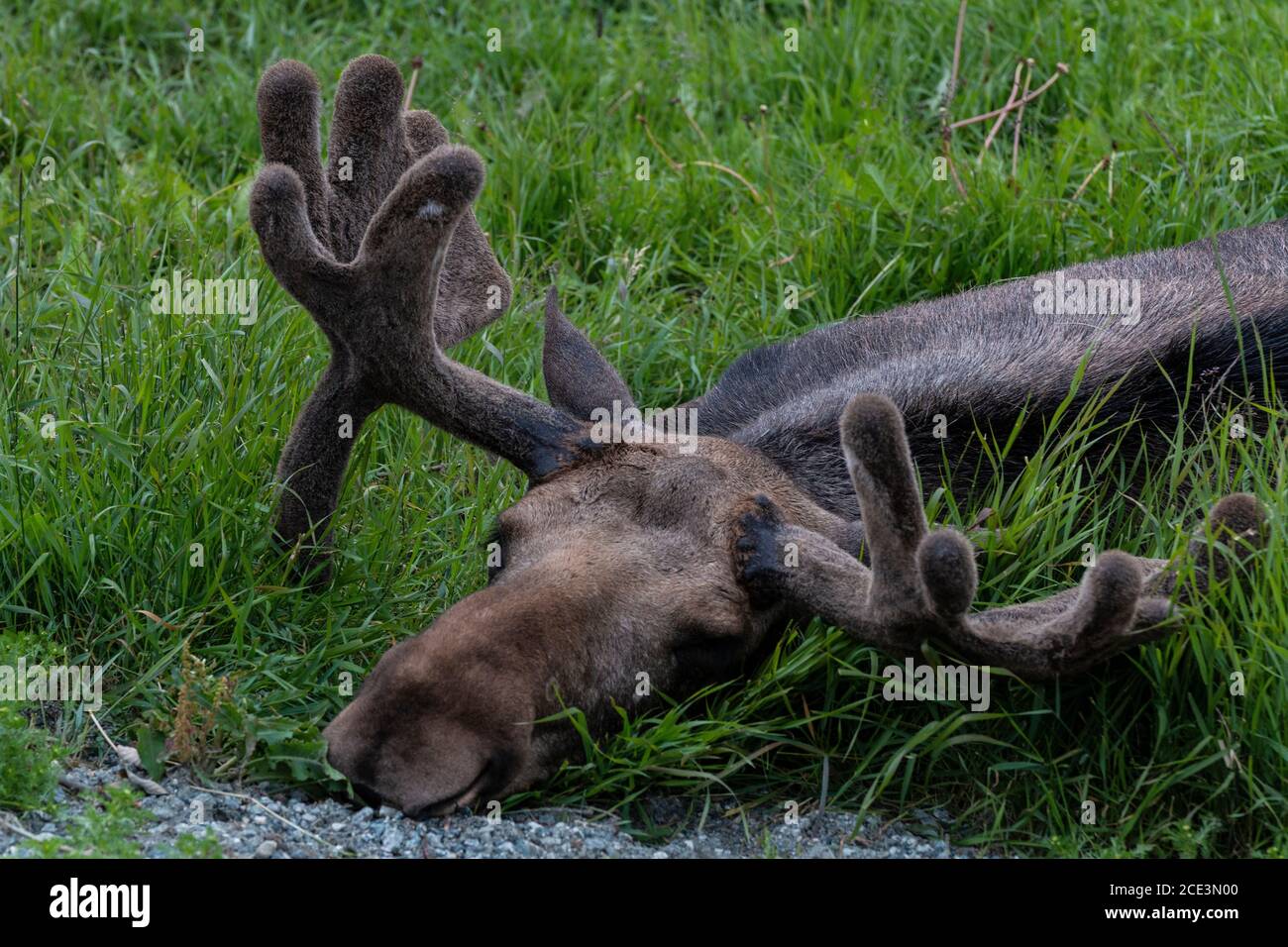 Dozing Norwegian Bull elk/Dösende norwegische Elchochse Banque D'Images