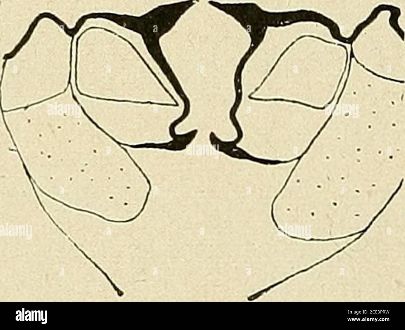 . Bulletin de la Société botanique de Genève . Figure Il. — Thea sinensis. Sépales. Section transversale. Banque D'Images