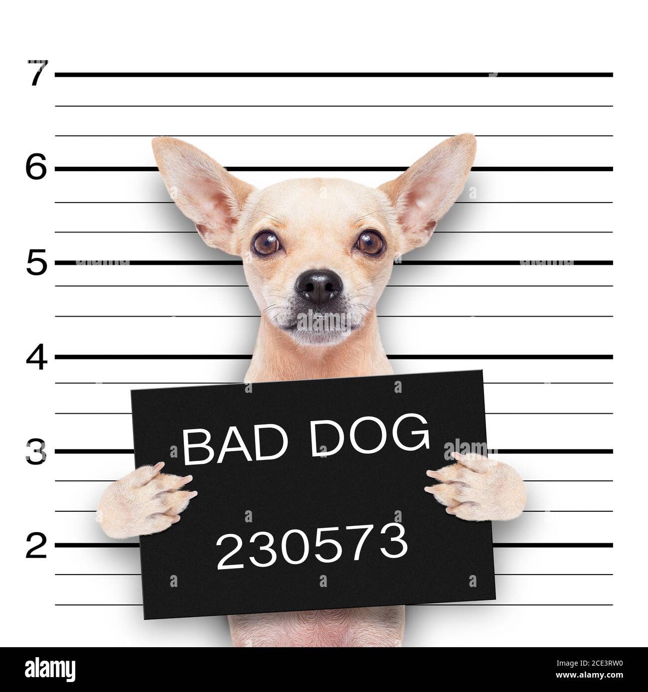 mugshot chien Banque D'Images