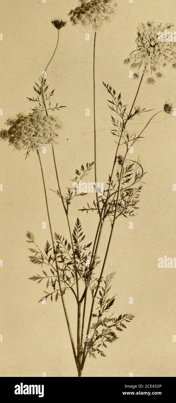 . Fleurs sauvages chaque enfant devrait savoir : arrangé selon la couleur avec des descriptions fiables de l'espèce la plus commune des États-Unis et du Canada . Ow les fleurs de disque deviennent enfin tobruns. Les fleurs fines, étroites et blanches de six à douze rayons, et sont parfois teintées. ThisAster est l'un des plus anciens à fleurir et s'étend du Canada au Manitoba, en Géorgie et au Tennessee, d'août à octobre. WHITE HEATH, OU ASTER DE MAUVAISES HERBES GELÉES. GIVRE = MAUVAISES HERBES. PÂQUERETTE DE MICHAELMAS. ADIEU ÉTÉ. ROMARIN BLANC. DOQ=FEN= NEL. QUEUE DE MARES. SCRUB=BROSSE Jster ericotdes. Famille Thistle. Un petit-fl. Commun Banque D'Images