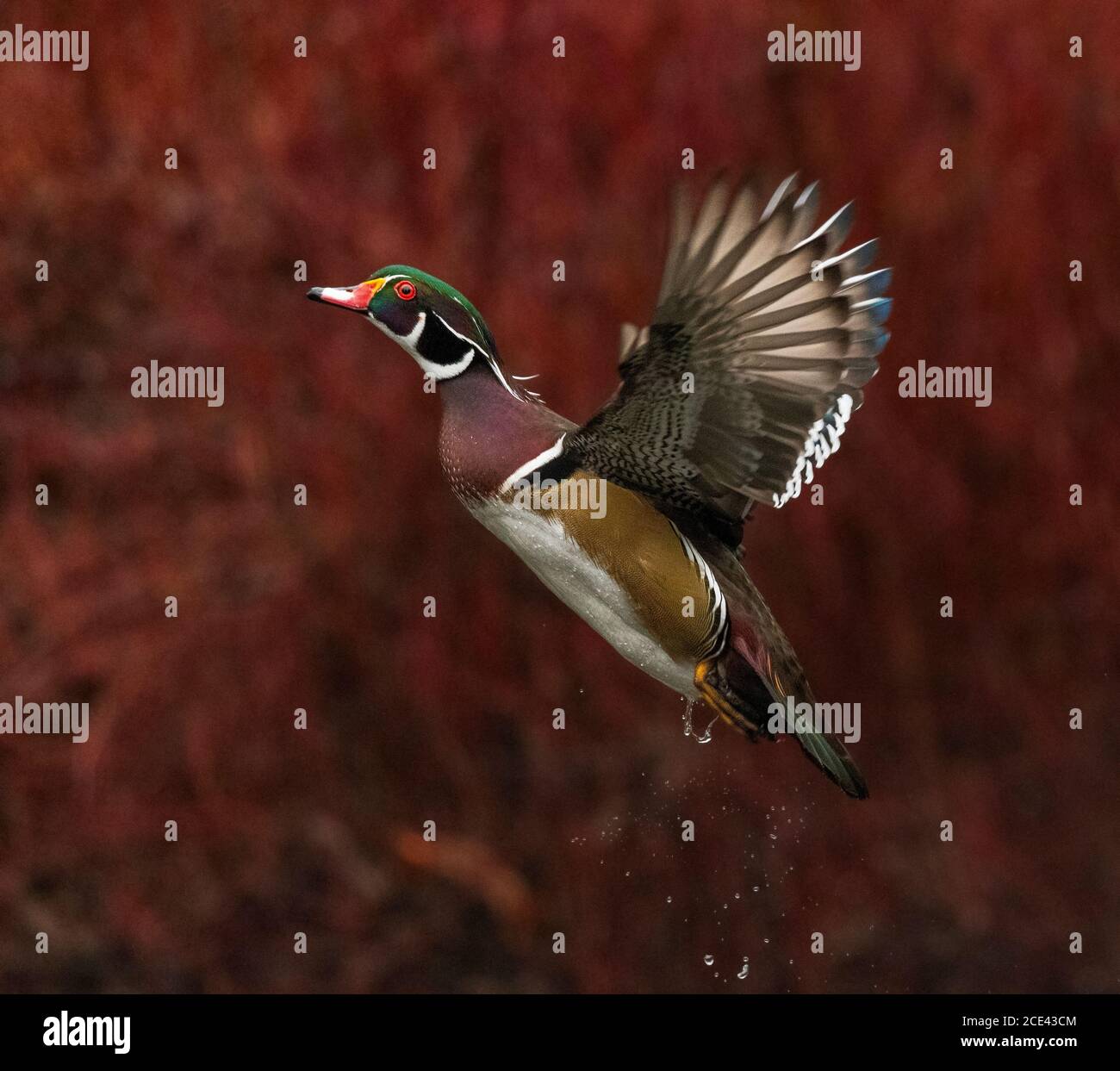 Canard de bois mâle en vol avec fond rouge Banque D'Images