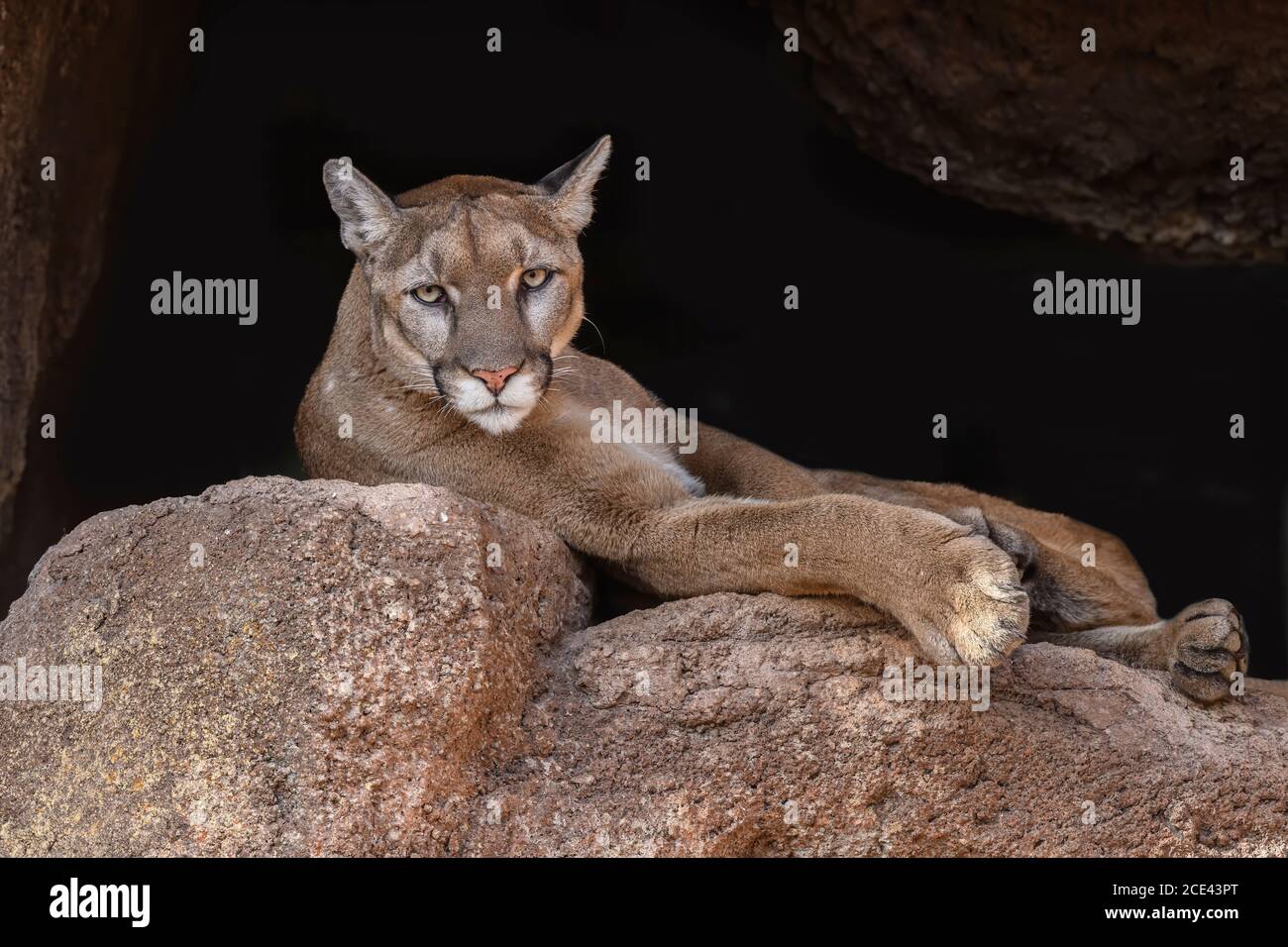 Lion de montagne relaxant Banque D'Images