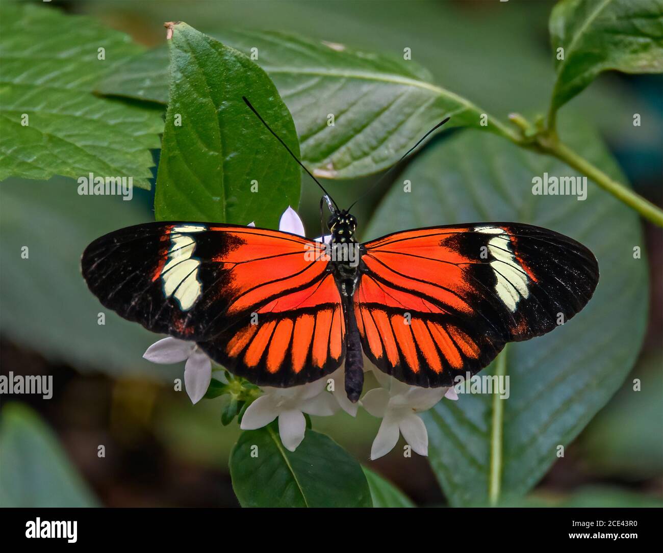 Postman Butterfly rouge Banque D'Images