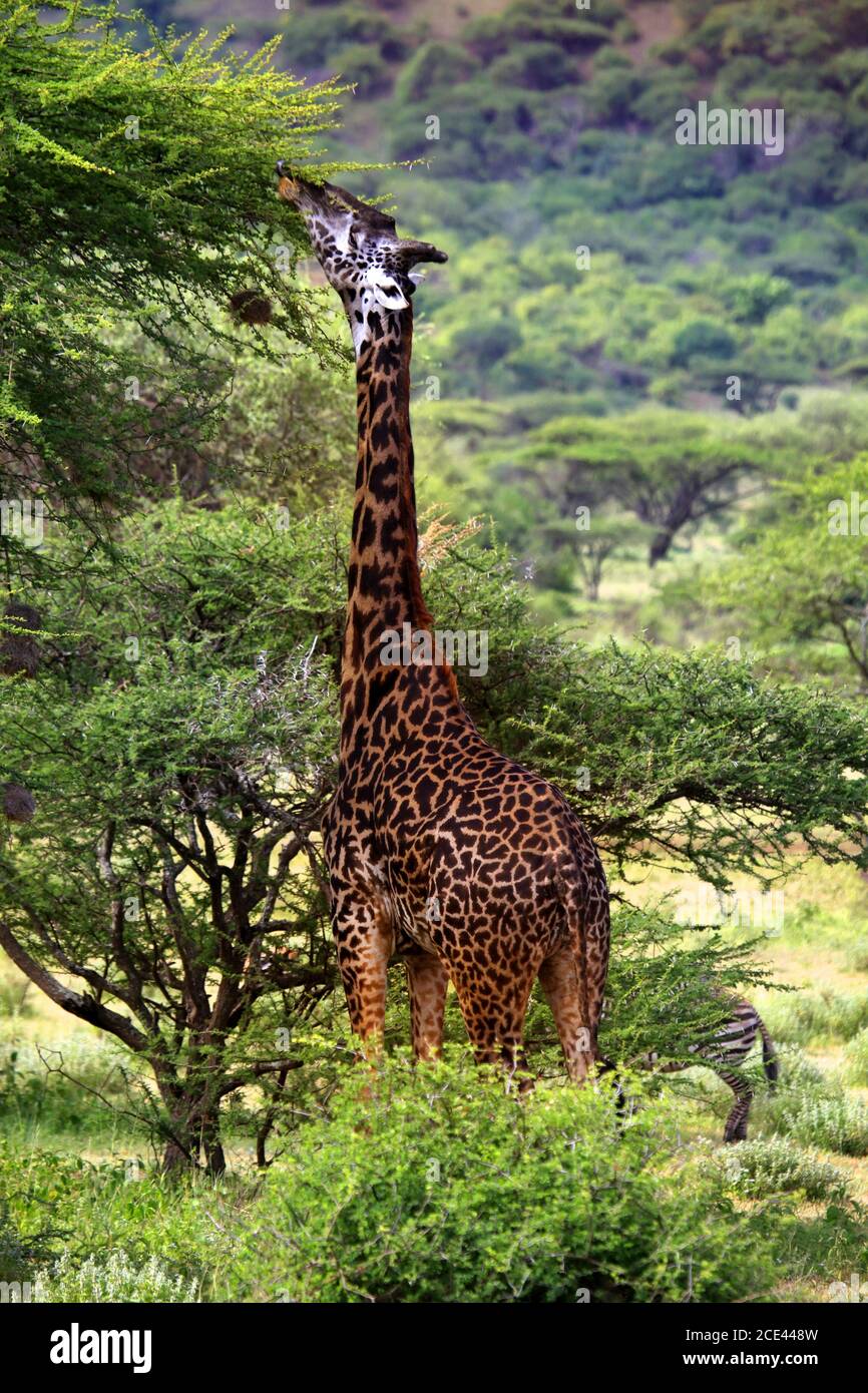 Girafe libre dans le parc national de Tsavo. Kenya Banque D'Images